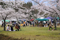 越前陶芸村で桜もアートも満開に「第8回越前陶芸村しだれ桜まつり」：越前町