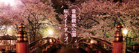 音無親水公園にて初の桜ライトアップイベントを開催！：東京北区観光協会