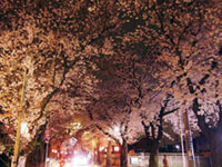 今年のお花見は松戸に行こう！『さくらの街』松戸のお花見スポット：松戸市