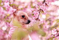 園内2,500本の桜をわんちゃんと楽しめる！～“花よりワンコ”キャンペーン～：富士急行株式会社