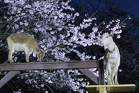 成田ゆめ牧場で4日間限定『夜桜ライトアップ』開催