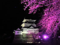 小田原開府500年記念、桜ライトアップや花見DE大座敷などイベント満載！