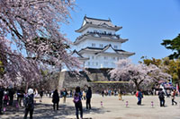 小田原 桜まつり2019開催！小田原城本丸広場では、こたつdeお花見イベント実施！