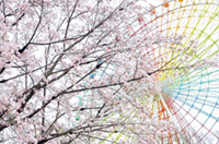 ひらパーの桜300本 まもなく開花!2018春のおすすめイベントも開催