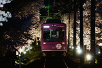 2018年も開催!嵐電「桜のトンネル」ライトアップと 「夜桜電車」の運行決定。