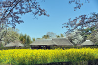 千葉県立房総のむらで2018年4月7日、8日「さくらまつり」イベント開催。