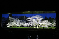 佐倉城址公園で2018年桜イベント開催。国立歴史民俗博物館では「歴博夜桜観賞の夕べ」開催も。