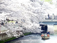 これぞ江戸情緒！櫓漕ぎ和船から楽しむお花見「第14回 お江戸深川さくらまつり」和船体験レポート