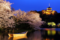 横浜・三溪園で夜桜ライトアップ！観桜会～観桜の夕べ～を3月30日～4月8日開催