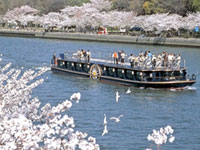 水都大阪の中でもひときわ優雅なクルーズ船「ひまわり」で「桜スペシャルクルーズ」を運航