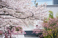 目黒川沿いに立地するホテル雅叙園東京で2019年3月より期間限定で桜尽くしのメニューや企画展を開催。