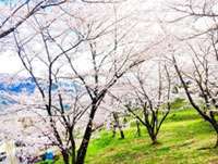 山梨県で唯一桜の名所百選に選出された「大法師公園」で桜の植樹プロジェクト開催決定!