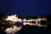 京都・平安神宮で紅しだれコンサート2019開催。平成という時代を締めくくるコンサート実施