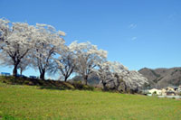 落ち着いた雰囲気の中でゆっくりお花見。長瀞町の桜の穴場スポット3選
