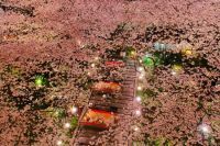 品川駅から徒歩約5分圏内！高輪エリアのプリンスホテルで「高輪 桜まつり2019」を開催