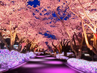 春の新定番！夜桜＆イルミネーション“夜桜ジュエルミネーション”初開催！アトラクションに乗って“絶叫花見”や“空中花見”も！：よみうりランド