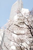セルリアンタワー東急ホテルで桜に因んだ企画「CERULEAN SAKURA PROMOTION 2019」を3月16日～4月7日開催