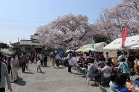 パレード・ダンス・模擬店などが祭りを盛り上げる！「ふっさ桜まつり2019」が3/30から開催