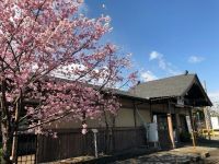 嵐電「御室仁和寺駅」への御室桜植樹と 嵐電沿線での桜の育成・メンテナンス実施