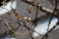 ザ・プリンス さくらタワー東京ほかで3/12ホテルの日本庭園で染井吉野が開花！客室から桜を愛でる宿泊プランなどを販売