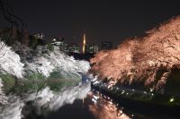 桜の名所　東京千鳥ヶ淵　「千代田のさくらまつり」開催中止