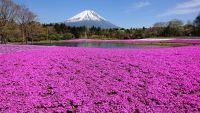 「2021富士芝桜まつり」 4月17日(土)開幕
