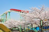 ひらかたパーク　桜300本まもなく見ごろ アトラクションからの“お花見”をご堪能あれ