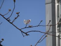 六本木ヒルズ 毛利庭園 六本木さくら坂の桜 花見特集21