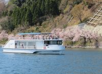滋賀県民を対象に「海津大崎桜クルーズ」 乗船料割引キャンペーンを実施します