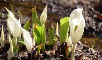 六甲高山植物園~春を告げる純白の花~ 「ミズバショウ」の群落が見頃です!