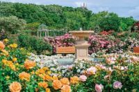 京成バラ園、春のシーズンイベント 「スプリングフェスティバル It’s so in Bloom!」開催！