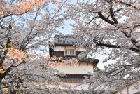 サクラの福岡城を歴史散歩。大濠公園・大濠ロイヤル「花の木」でランチ