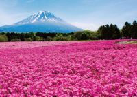 「2022富士芝桜まつり」 4月16日(土)開幕！「ピーターラビット™ イングリッシュガーデン」も誕生！