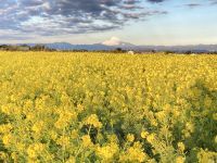 相模湾と富士山を望む10万本のナノハナ「菜の花まつり」今まさに見頃です！（横須賀市長井海の手公園 ソレイユの丘）