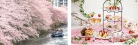 桜シーズン到来！毎年、大好評のお花見クルーズ「桜の名所、目黒川お花見クルーズ」 ３月１９日～４月１０日開催