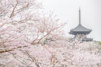 ３年ぶりにライトアップも実施。開園前の特別入園など桜を満喫できるイベント満載『桜めぐり』を横浜三溪園で開催！！