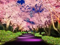 夜桜＆イルミネーション“夜桜ジュエルミネーション”開催！