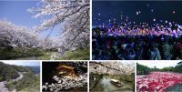 花の名所が集まる松江で「#花と絶景の松江旅」をご案内