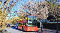 スカイバス東京の「桜WEEK」はさらにパワーアップ！オープンエアの「スカイバス」や「スカイダック」でお花見を！～3月25日（金）運行スタート～