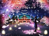 都内隠れ桜スポット「神田明神」で、ネイキッドの夜桜×夜間参拝アート体験