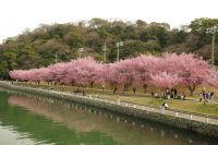 徳島市・蜂須賀桜が満開！ 「水都とくしま」だから楽しめるお花見　 ～桜並木のぼんぼりが2022年からスタート～