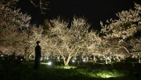 茨城・水戸の「チームラボ 偕楽園 光の祭」 、4月3日（日）まで会期延長。見頃を迎えた梅の名所・偕楽園が、インタラクティブな光のアート空間に。