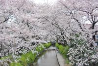 開花状況や天気よりも「混雑・感染症対策」が気になる！今年は席を取らずに、ふらっとお散歩しながら満開の桜を眺めませんか？　今が見頃！川崎市多摩区のお花見スポット特集