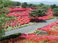 静岡県伊東市「第51回小室山公園つつじ祭り」4月29日から 5月5日まで開催 ~ゴールデンウイークを彩る真っ赤な絨毯~