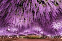 あしかがフラワーパークの『大藤』が開花宣言！