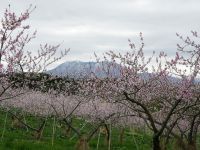 飯綱町の花と味覚を同時に楽しむ、いいづなまち花めぐり2022を開催中！