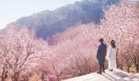 ACAO FOREST、あたたかな陽だまりの中、桜を愛でる春の祭典「ACAO FOREST SAKURA BLOOMING」を2月27日（月）まで開催