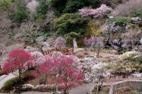 熱海梅園入園券と1日バス乗車券がセットになった「熱海梅園おでかけチケット」を期間限定で販売
