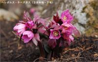【六甲高山植物園】 2023年3月18日（土） 春の訪れとともにシーズンOPEN！