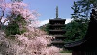 2023年、春の「そうだ 京都、行こう。」キャンペーン　東京駅、渋谷が、京都の桜で満開に。2月18日（土）～6月30日（金）で開催！